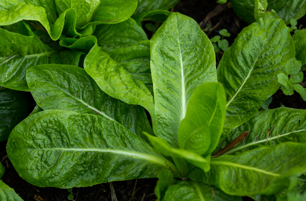 Imagem de verdura com zoom mostrando verde intenso. Orgânico na plantação.