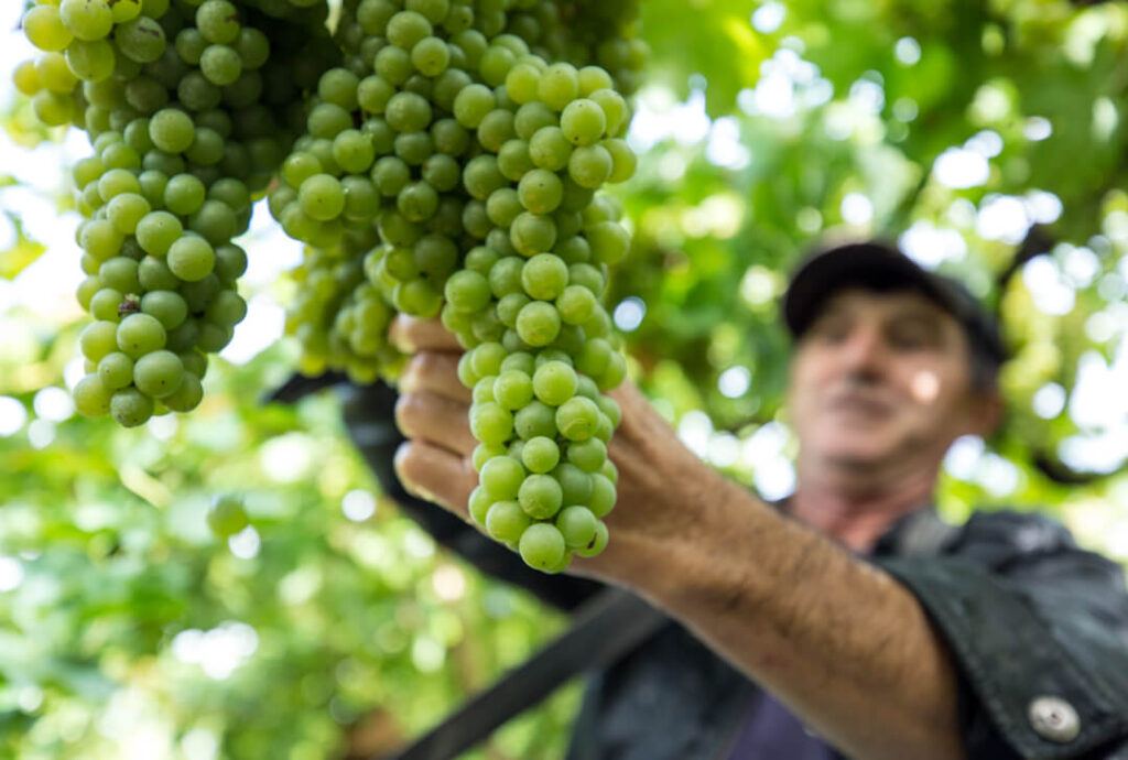 Imagem mostra homem colhendo uvas verdes orgânicas